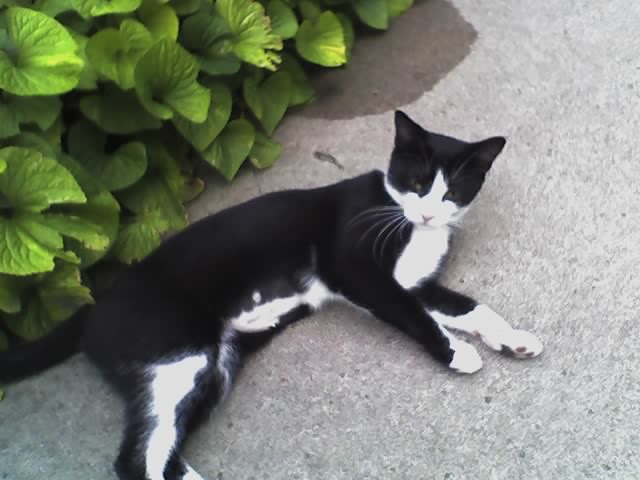 black and white kitty
